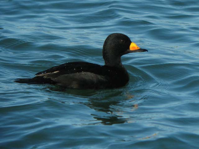 Black Scoters